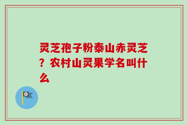 灵芝孢子粉泰山赤灵芝?农村山灵果学名叫什么-第1张图片-卓越灵芝孢子粉 灵芝孢子粉泰山赤灵芝?农村山灵果学名叫什么-第1张图片-卓越灵芝孢子粉
