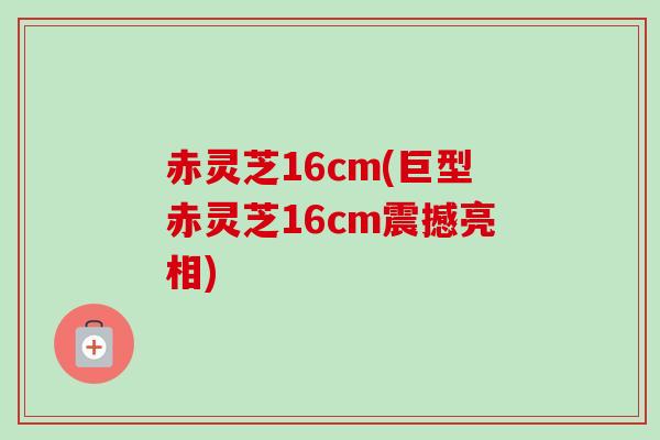 赤灵芝16cm(巨型赤灵芝16cm震撼亮相)-第1张图片-卓越灵芝孢子粉 赤灵芝16cm(巨型赤灵芝16cm震撼亮相)-第1张图片-卓越灵芝孢子粉