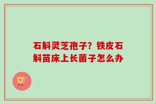石斛灵芝孢子?铁皮石斛苗床上长菌子怎么办-第1张图片-卓越灵芝孢子粉 石斛灵芝孢子?铁皮石斛苗床上长菌子怎么办-第1张图片-卓越灵芝孢子粉