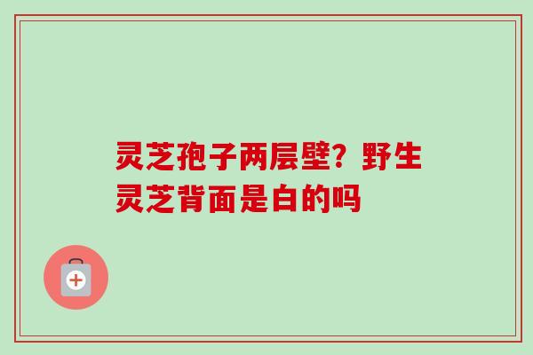 灵芝孢子两层壁?野生灵芝背面是白的吗-第1张图片-卓越灵芝孢子粉 灵芝孢子两层壁?野生灵芝背面是白的吗-第1张图片-卓越灵芝孢子粉