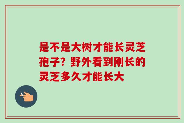 是不是大树才能长灵芝孢子?野外看到刚长的灵芝多久才能长大-第1张图片-卓越灵芝孢子粉 是不是大树才能长灵芝孢子?野外看到刚长的灵芝多久才能长大-第1张图片-卓越灵芝孢子粉