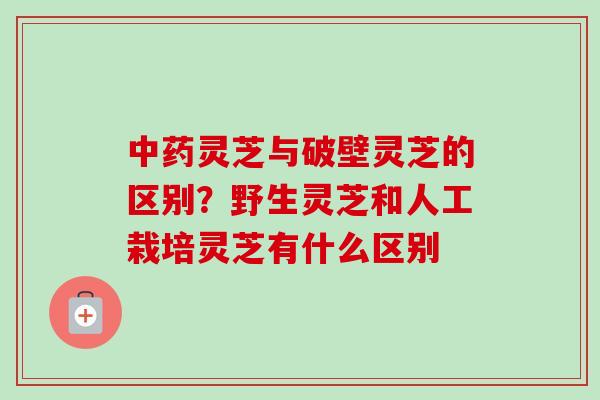 中药灵芝与破壁灵芝的区别？野生灵芝和人工栽培灵芝有什么区别-第1张图片-卓越灵芝孢子粉