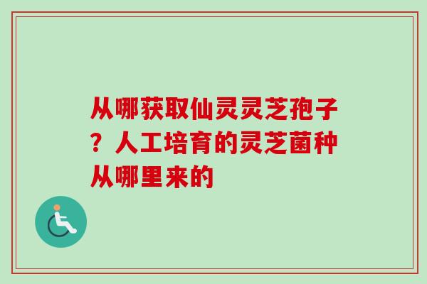 从哪获取仙灵灵芝孢子？人工培育的灵芝菌种从哪里来的-第1张图片-卓越灵芝孢子粉