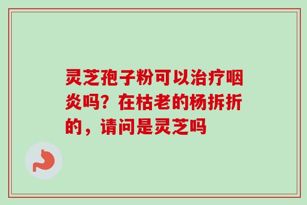 灵芝孢子粉可以治疗咽炎吗?在枯老的杨拆折的,请问是灵芝吗-第1张图片-卓越灵芝孢子粉 灵芝孢子粉可以治疗咽炎吗?在枯老的杨拆折的,请问是灵芝吗-第1张图片-卓越灵芝孢子粉