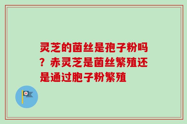 灵芝的菌丝是孢子粉吗？赤灵芝是菌丝繁殖还是通过胞子粉繁殖-第1张图片-卓越灵芝孢子粉