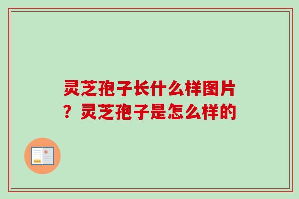 灵芝孢子长什么样图片?灵芝孢子是怎么样的-第1张图片-卓越灵芝孢子粉 灵芝孢子长什么样图片?灵芝孢子是怎么样的-第1张图片-卓越灵芝孢子粉