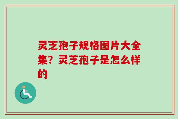灵芝孢子规格图片大全集？灵芝孢子是怎么样的-第1张图片-卓越灵芝孢子粉