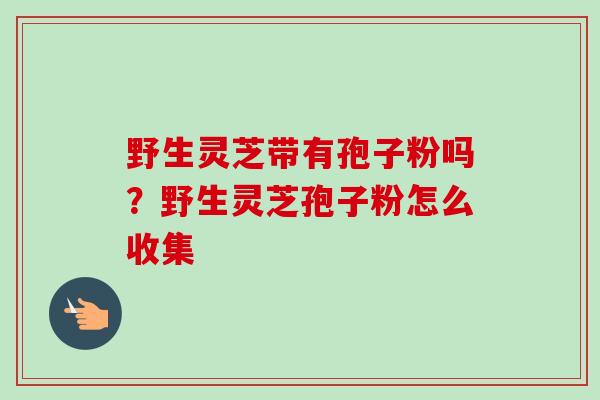 野生灵芝带有孢子粉吗?野生灵芝孢子粉怎么收集-第1张图片-卓越灵芝孢子粉 野生灵芝带有孢子粉吗?野生灵芝孢子粉怎么收集-第1张图片-卓越灵芝孢子粉