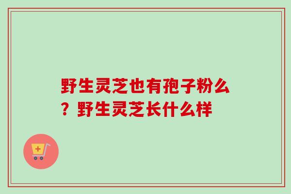 野生灵芝也有孢子粉么？野生灵芝长什么样-第1张图片-卓越灵芝孢子粉