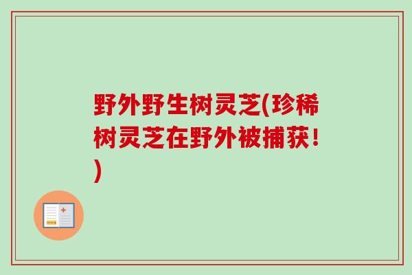 野外野生树灵芝(珍稀树灵芝在野外被捕获!)-第1张图片-卓越灵芝孢子粉 野外野生树灵芝(珍稀树灵芝在野外被捕获!)-第1张图片-卓越灵芝孢子粉