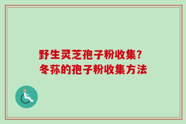野生灵芝孢子粉收集？冬荪的孢子粉收集方法-第1张图片-卓越灵芝孢子粉
