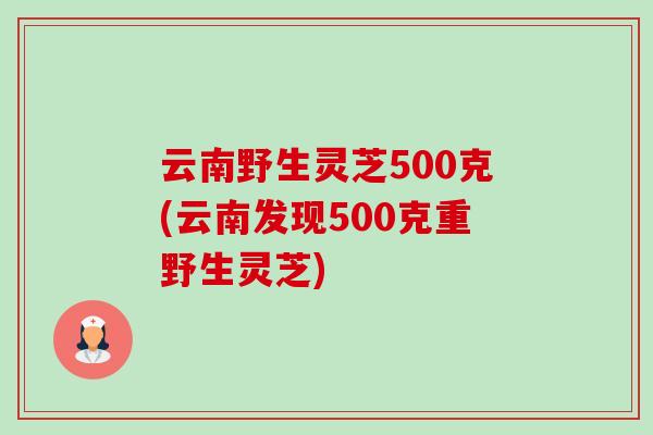 云南野生灵芝500克(云南发现500克重野生灵芝)-第1张图片-卓越灵芝孢子粉 云南野生灵芝500克(云南发现500克重野生灵芝)-第1张图片-卓越灵芝孢子粉
