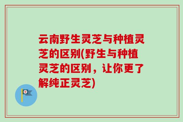 云南野生灵芝与种植灵芝的区别(野生与种植灵芝的区别,让你更了解纯正灵芝)-第1张图片-卓越灵芝孢子粉 云南野生灵芝与种植灵芝的区别(野生与种植灵芝的区别,让你更了解纯正灵芝)-第1张图片-卓越灵芝孢子粉