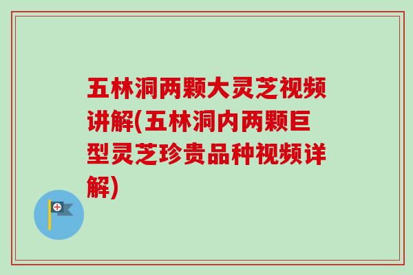 五林洞两颗大灵芝视频讲解(五林洞内两颗巨型灵芝珍贵品种视频详解)-第1张图片-卓越灵芝孢子粉 五林洞两颗大灵芝视频讲解(五林洞内两颗巨型灵芝珍贵品种视频详解)-第1张图片-卓越灵芝孢子粉