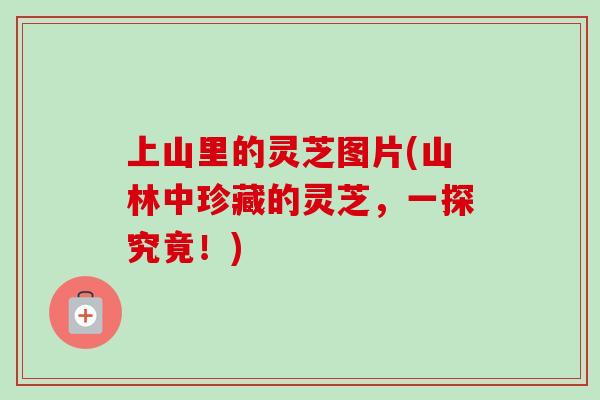上山里的灵芝图片(山林中珍藏的灵芝,一探究竟!)-第1张图片-卓越灵芝孢子粉 上山里的灵芝图片(山林中珍藏的灵芝,一探究竟!)-第1张图片-卓越灵芝孢子粉