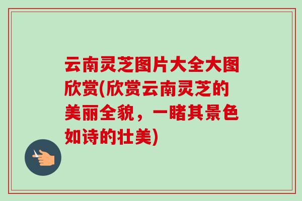 云南灵芝图片大全大图欣赏(欣赏云南灵芝的美丽全貌,一睹其景色如诗的壮美)-第1张图片-卓越灵芝孢子粉 云南灵芝图片大全大图欣赏(欣赏云南灵芝的美丽全貌,一睹其景色如诗的壮美)-第1张图片-卓越灵芝孢子粉