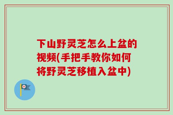 下山野灵芝怎么上盆的视频(手把手教你如何将野灵芝移植入盆中)-第1张图片-卓越灵芝孢子粉