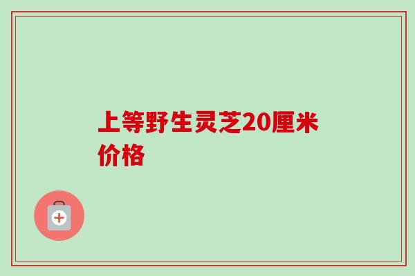 上等野生灵芝20厘米价格-第1张图片-卓越灵芝孢子粉 上等野生灵芝20厘米价格-第1张图片-卓越灵芝孢子粉