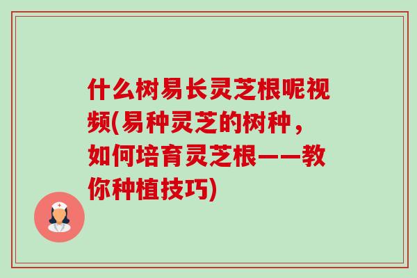 什么树易长灵芝根呢视频(易种灵芝的树种，如何培育灵芝根——教你种植技巧)-第1张图片-卓越灵芝孢子粉