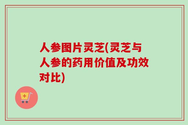 人参图片灵芝(灵芝与人参的药用价值及功效对比)-第1张图片-卓越灵芝孢子粉