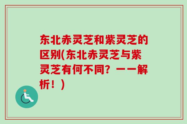 东北赤灵芝和紫灵芝的区别(东北赤灵芝与紫灵芝有何不同?一一解析!)-第1张图片-卓越灵芝孢子粉 东北赤灵芝和紫灵芝的区别(东北赤灵芝与紫灵芝有何不同?一一解析!)-第1张图片-卓越灵芝孢子粉