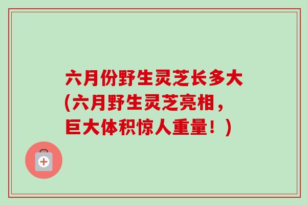 六月份野生灵芝长多大(六月野生灵芝亮相,巨大体积惊人重量!)-第1张图片-卓越灵芝孢子粉 六月份野生灵芝长多大(六月野生灵芝亮相,巨大体积惊人重量!)-第1张图片-卓越灵芝孢子粉