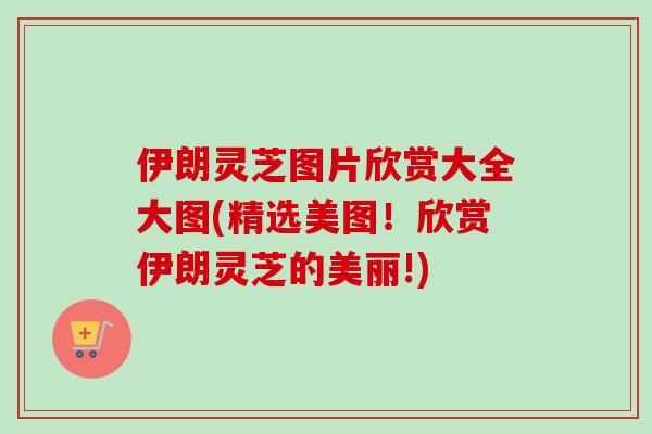 伊朗灵芝图片欣赏大全大图(精选美图!欣赏伊朗灵芝的美丽!)-第1张图片-卓越灵芝孢子粉 伊朗灵芝图片欣赏大全大图(精选美图!欣赏伊朗灵芝的美丽!)-第1张图片-卓越灵芝孢子粉