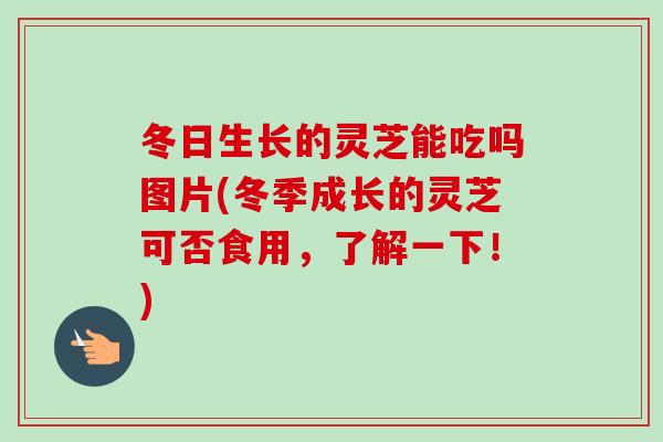 冬日生长的灵芝能吃吗图片(冬季成长的灵芝可否食用，了解一下！)-第1张图片-卓越灵芝孢子粉
