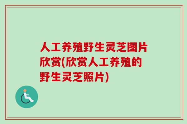 人工养殖野生灵芝图片欣赏(欣赏人工养殖的野生灵芝照片)-第1张图片-卓越灵芝孢子粉 人工养殖野生灵芝图片欣赏(欣赏人工养殖的野生灵芝照片)-第1张图片-卓越灵芝孢子粉