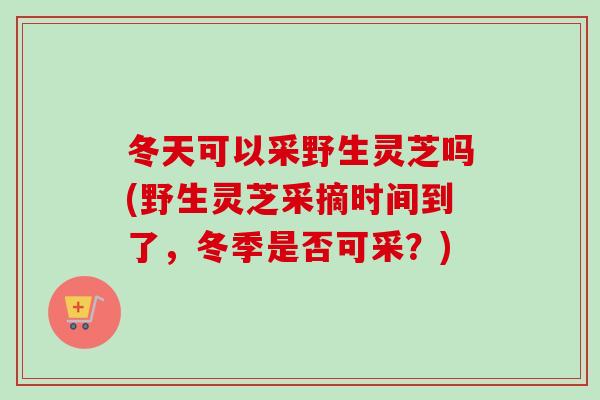 冬天可以采野生灵芝吗(野生灵芝采摘时间到了,冬季是否可采?)-第1张图片-卓越灵芝孢子粉 冬天可以采野生灵芝吗(野生灵芝采摘时间到了,冬季是否可采?)-第1张图片-卓越灵芝孢子粉