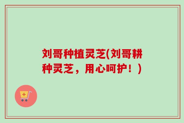 刘哥种植灵芝(刘哥耕种灵芝,用心呵护!)-第1张图片-卓越灵芝孢子粉 刘哥种植灵芝(刘哥耕种灵芝,用心呵护!)-第1张图片-卓越灵芝孢子粉