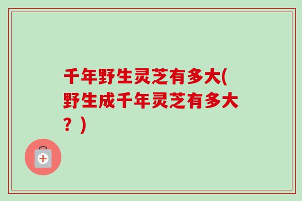 千年野生灵芝有多大(野生成千年灵芝有多大?)-第1张图片-卓越灵芝孢子粉 千年野生灵芝有多大(野生成千年灵芝有多大?)-第1张图片-卓越灵芝孢子粉