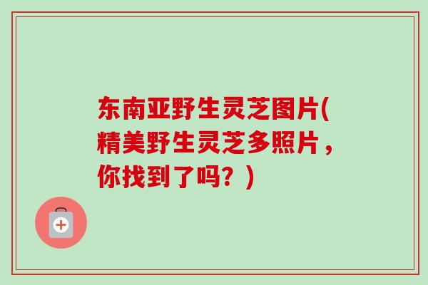 东南亚野生灵芝图片(精美野生灵芝多照片，你找到了吗？)-第1张图片-卓越灵芝孢子粉