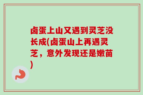 卤蛋上山又遇到灵芝没长成(卤蛋山上再遇灵芝，意外发现还是嫩苗)-第1张图片-卓越灵芝孢子粉
