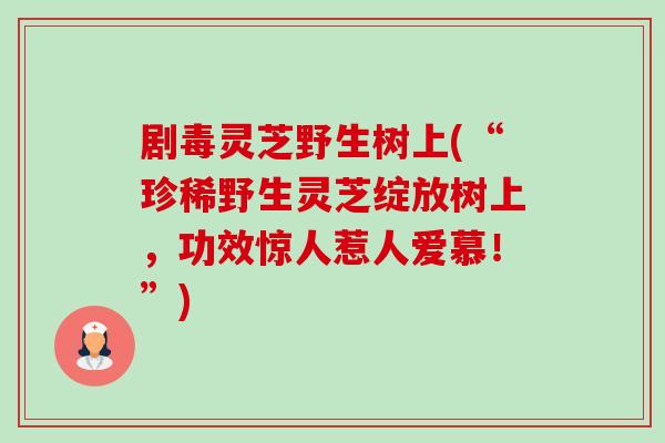 剧毒灵芝野生树上(“珍稀野生灵芝绽放树上，功效惊人惹人爱慕！”)-第1张图片-卓越灵芝孢子粉