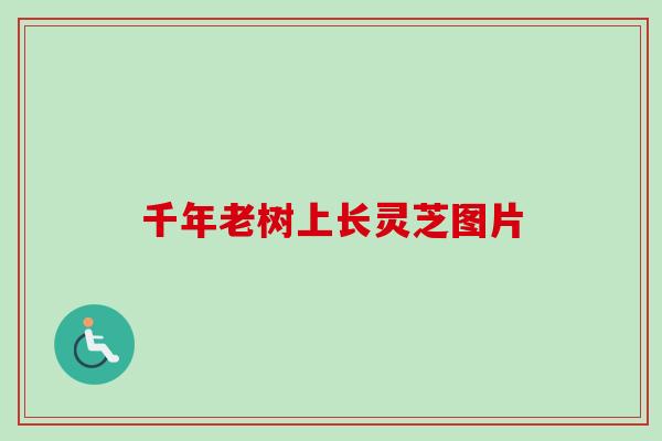 千年老树上长灵芝图片-第1张图片-卓越灵芝孢子粉 千年老树上长灵芝图片-第1张图片-卓越灵芝孢子粉