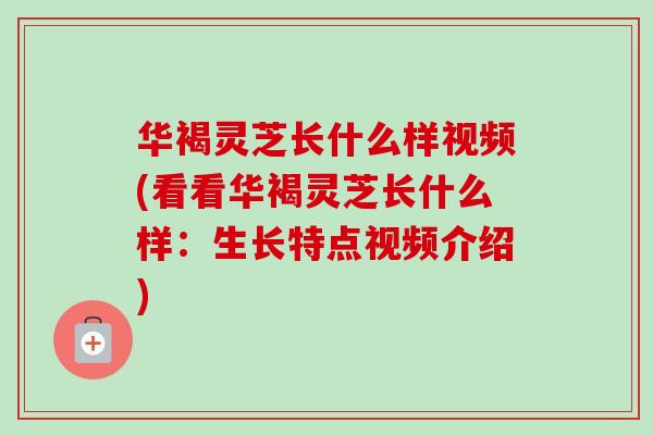 华褐灵芝长什么样视频(看看华褐灵芝长什么样：生长特点视频介绍)-第1张图片-卓越灵芝孢子粉
