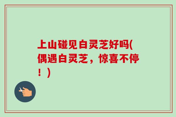 上山碰见白灵芝好吗(偶遇白灵芝,惊喜不停!)-第1张图片-卓越灵芝孢子粉 上山碰见白灵芝好吗(偶遇白灵芝,惊喜不停!)-第1张图片-卓越灵芝孢子粉