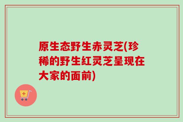 原生态野生赤灵芝(珍稀的野生红灵芝呈现在大家的面前)-第1张图片-卓越灵芝孢子粉