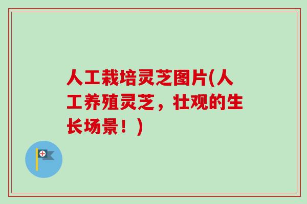 人工栽培灵芝图片(人工养殖灵芝,壮观的生长场景!)-第1张图片-卓越灵芝孢子粉 人工栽培灵芝图片(人工养殖灵芝,壮观的生长场景!)-第1张图片-卓越灵芝孢子粉