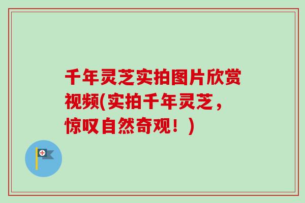 千年灵芝实拍图片欣赏视频(实拍千年灵芝，惊叹自然奇观！)-第1张图片-卓越灵芝孢子粉