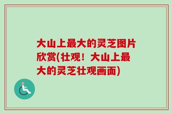 大山上最大的灵芝图片欣赏(壮观！大山上最大的灵芝壮观画面)-第1张图片-卓越灵芝孢子粉