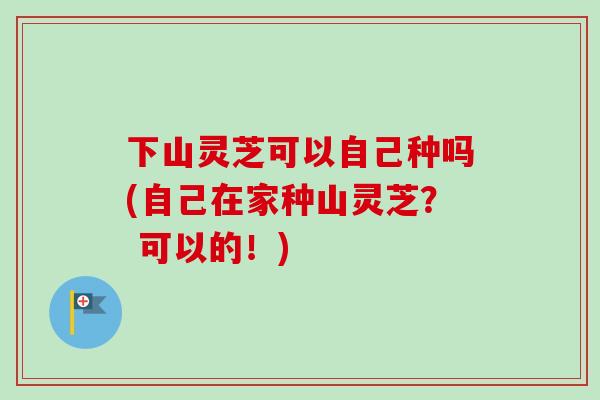 下山灵芝可以自己种吗(自己在家种山灵芝? 可以的!)-第1张图片-卓越灵芝孢子粉 下山灵芝可以自己种吗(自己在家种山灵芝? 可以的!)-第1张图片-卓越灵芝孢子粉