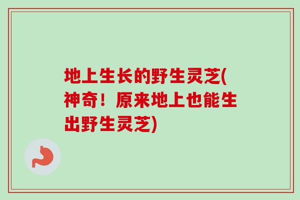 地上生长的野生灵芝(神奇!原来地上也能生出野生灵芝)-第1张图片-卓越灵芝孢子粉 地上生长的野生灵芝(神奇!原来地上也能生出野生灵芝)-第1张图片-卓越灵芝孢子粉