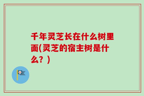 千年灵芝长在什么树里面(灵芝的宿主树是什么?)-第1张图片-卓越灵芝孢子粉 千年灵芝长在什么树里面(灵芝的宿主树是什么?)-第1张图片-卓越灵芝孢子粉