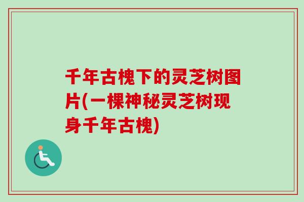 千年古槐下的灵芝树图片(一棵神秘灵芝树现身千年古槐)-第1张图片-卓岳灵芝孢子粉