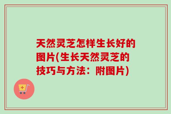 天然灵芝怎样生长好的图片(生长天然灵芝的技巧与方法：附图片)-第1张图片-卓岳灵芝孢子粉