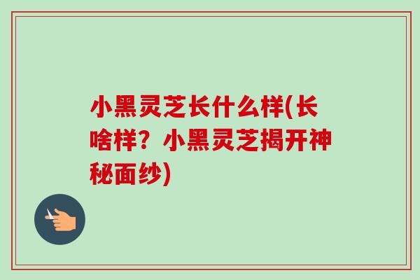 小黑灵芝长什么样(长啥样？小黑灵芝揭开神秘面纱)-第1张图片-卓岳灵芝孢子粉