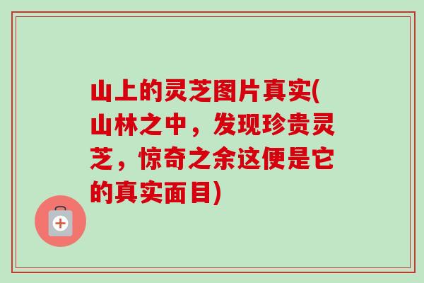 山上的灵芝图片真实(山林之中,发现珍贵灵芝,惊奇之余这便是它的真实面目)-第1张图片-卓越灵芝孢子粉 山上的灵芝图片真实(山林之中,发现珍贵灵芝,惊奇之余这便是它的真实面目)-第1张图片-卓越灵芝孢子粉