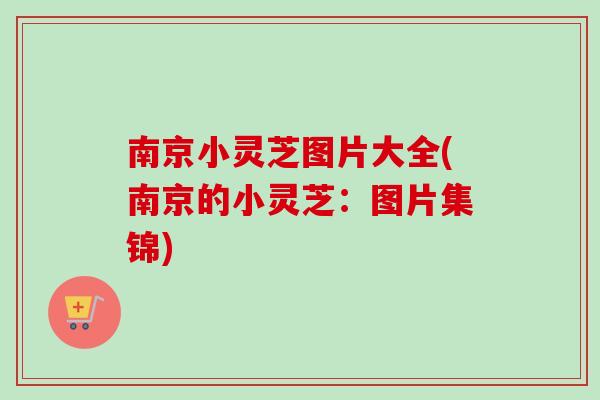 南京小灵芝图片大全(南京的小灵芝：图片集锦)-第1张图片-卓岳灵芝孢子粉